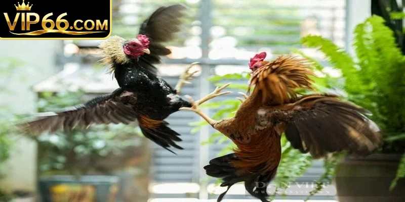 Thao tác đăng ký tài khoản đá gà Vip66 vô cùng đơn giản nhanh